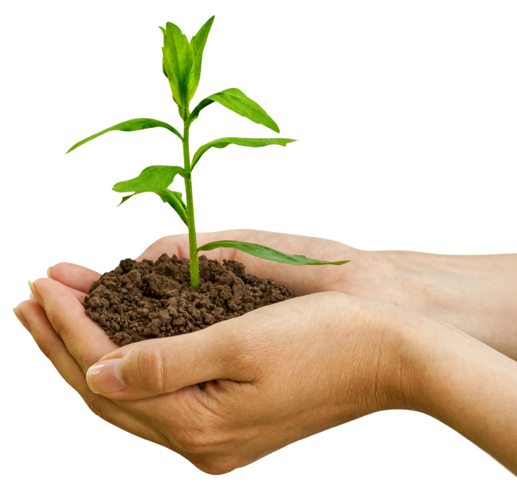 Logo Árbol Coop